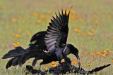 _MG_7472 Great-tailed Grackle.jpg