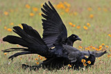 _MG_7474 Great-tailed Grackle.jpg