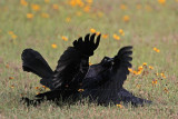 _MG_7475 Great-tailed Grackle.jpg