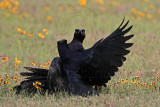 _MG_7487 Great-tailed Grackle.jpg