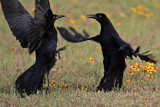_MG_7498 Great-tailed Grackle.jpg