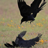 _MG_7500 Great-tailed Grackle.jpg