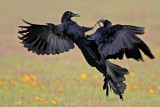 _MG_7505 Great-tailed Grackle.jpg