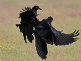 _MG_7506 Great-tailed Grackle.jpg