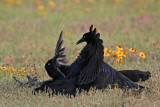 _MG_7532 Great-tailed Grackle.jpg