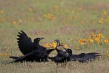 _MG_7544 Great-tailed Grackle.jpg