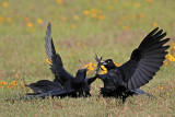 _MG_7546 Great-tailed Grackle.jpg