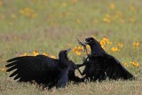 _MG_7564 Great-tailed Grackle.jpg