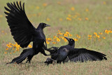 _MG_7565 Great-tailed Grackle.jpg