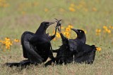 _MG_7566 Great-tailed Grackle.jpg