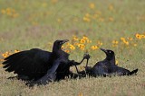 _MG_7567 Great-tailed Grackle.jpg