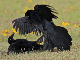 _MG_7593 Great-tailed Grackle.jpg