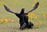 _MG_7609 Great-tailed Grackle.jpg