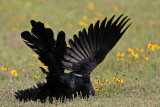_MG_7650 Great-tailed Grackle.jpg
