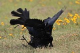 _MG_7664 Great-tailed Grackle.jpg