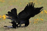 _MG_7676 Great-tailed Grackle.jpg