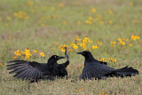 _MG_7677 Great-tailed Grackle.jpg