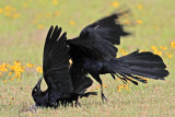 _MG_7678 Great-tailed Grackle.jpg