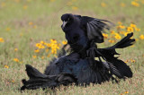 _MG_7693 Great-tailed Grackle.jpg