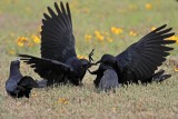 _MG_7722 Great-tailed Grackle.jpg