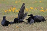 _MG_7723 Great-tailed Grackle.jpg