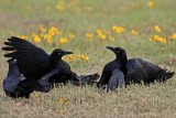_MG_7725 Great-tailed Grackle.jpg
