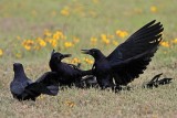 _MG_7727 Great-tailed Grackle.jpg