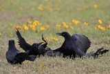 _MG_7728 Great-tailed Grackle.jpg