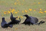 _MG_7729 Great-tailed Grackle.jpg