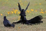 _MG_7733 Great-tailed Grackle.jpg