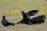 _MG_7734 Great-tailed Grackle.jpg