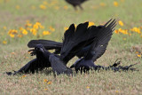 _MG_7745 Great-tailed Grackle.jpg