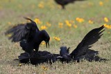 _MG_7762 Great-tailed Grackle.jpg