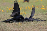 _MG_7766 Great-tailed Grackle.jpg