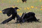 _MG_7770 Great-tailed Grackle.jpg
