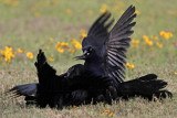 _MG_7775 Great-tailed Grackle.jpg
