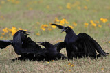 _MG_7776 Great-tailed Grackle.jpg