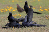 _MG_7793 Great-tailed Grackle.jpg