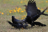 _MG_7796 Great-tailed Grackle.jpg