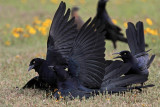 _MG_7803 Great-tailed Grackle.jpg