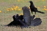 _MG_7808 Great-tailed Grackle.jpg