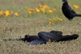 _MG_7849 Great-tailed Grackle.jpg