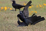 _MG_7855 Great-tailed Grackle.jpg