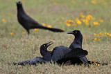 _MG_7863 Great-tailed Grackle.jpg