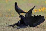 _MG_7874 Great-tailed Grackle.jpg