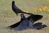_MG_7901 Great-tailed Grackle.jpg
