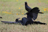_MG_7935 Great-tailed Grackle.jpg
