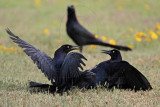 _MG_7940 Great-tailed Grackle.jpg