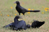 _MG_7954 Great-tailed Grackle.jpg