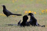 _MG_7972 Great-tailed Grackle.jpg